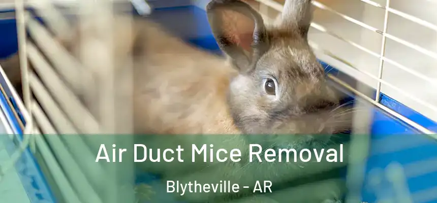  Air Duct Mice Removal Blytheville - AR